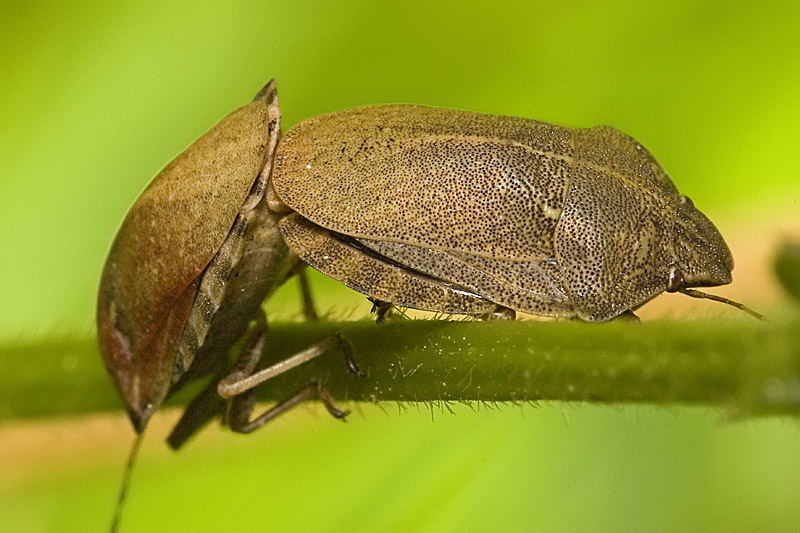 Scutelleridae